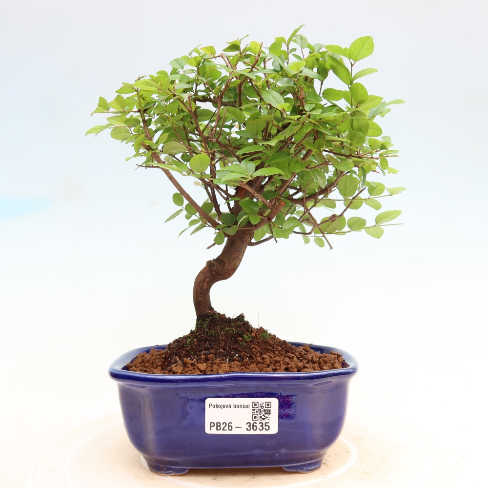 Bonsaï de chambre - Sageretia thea - Sageretia thea