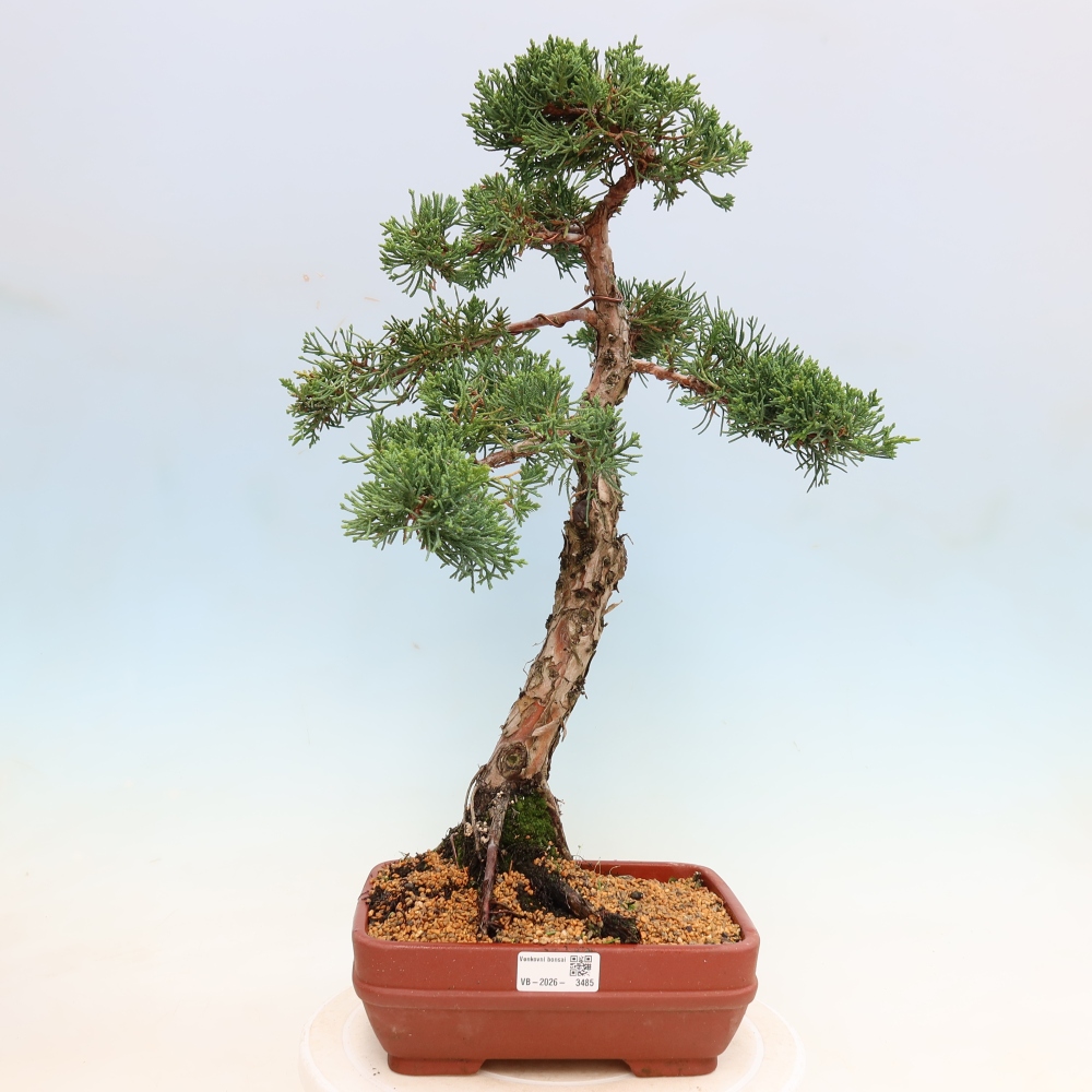 Bonsaï d'extérieur - Juniperus chinensis Kishu