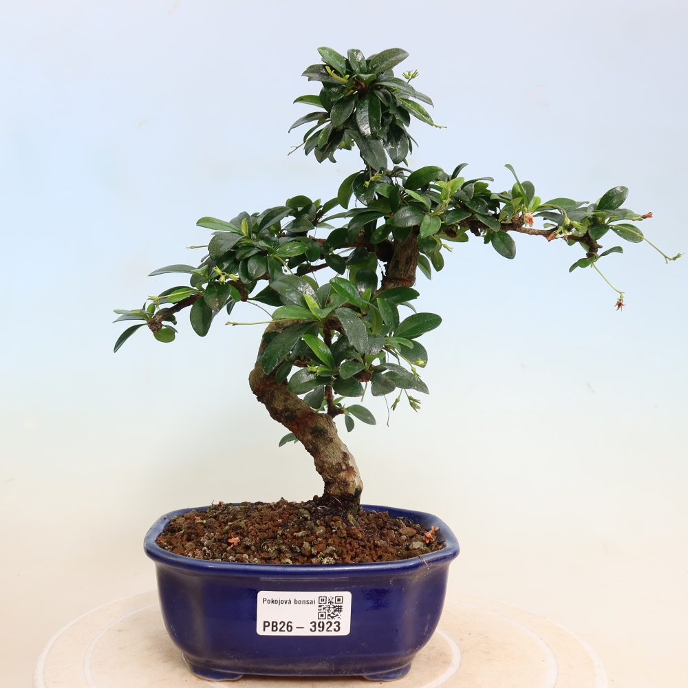 Bonsaï de chambre - Carmona macrophylla - Tea fuki