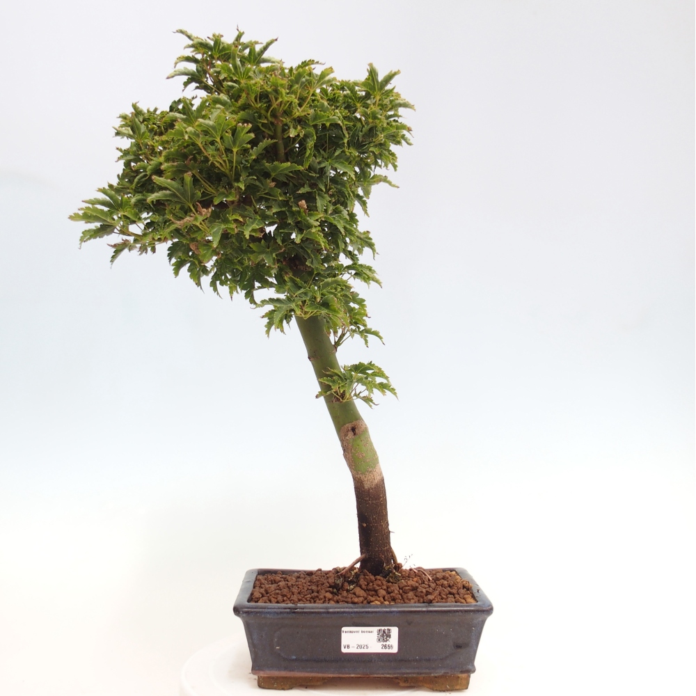 Bonsaï d'extérieur -Javor palm Acer palmatum Shishigashira