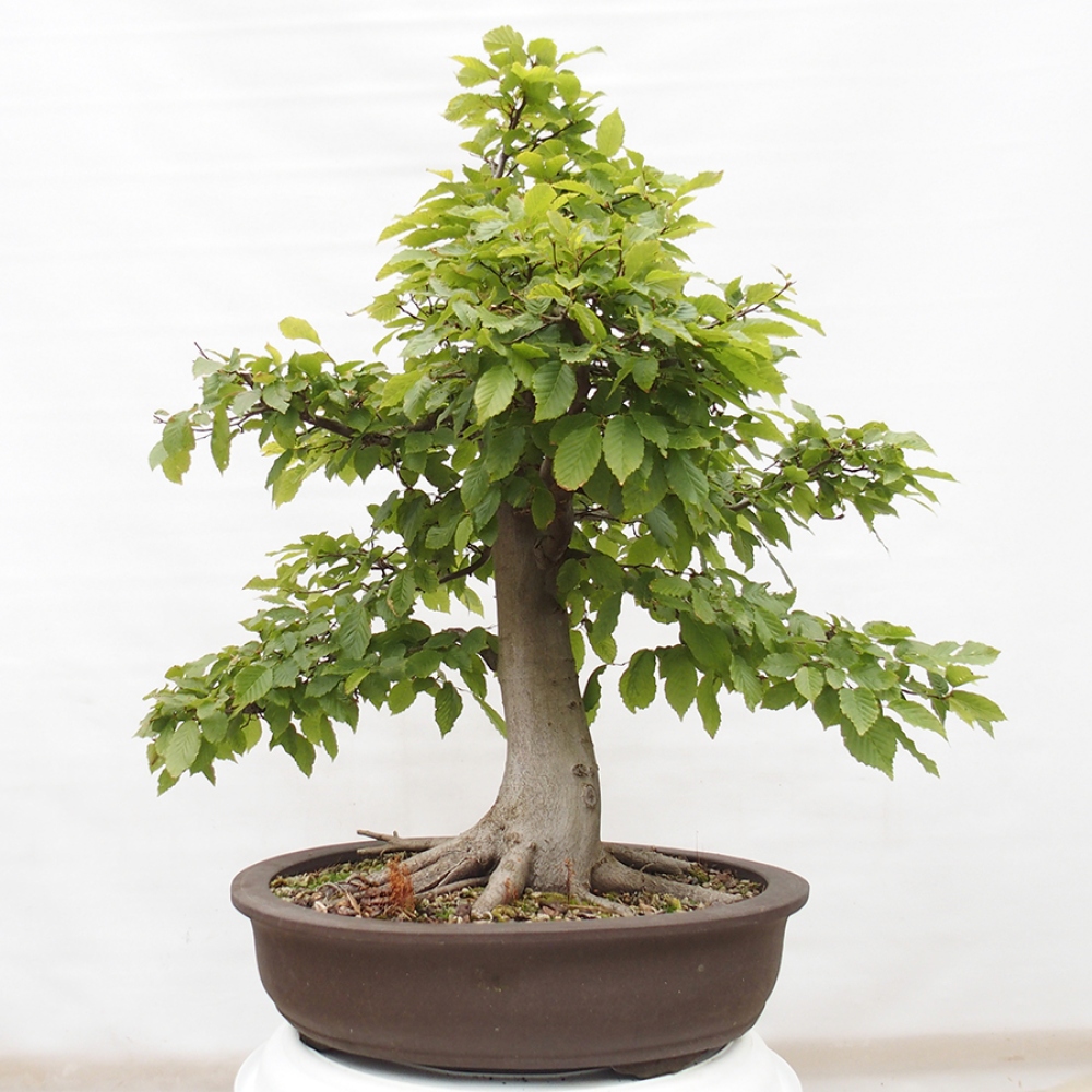 Bonsaï d'extérieur - Charme - Carpinus betulus