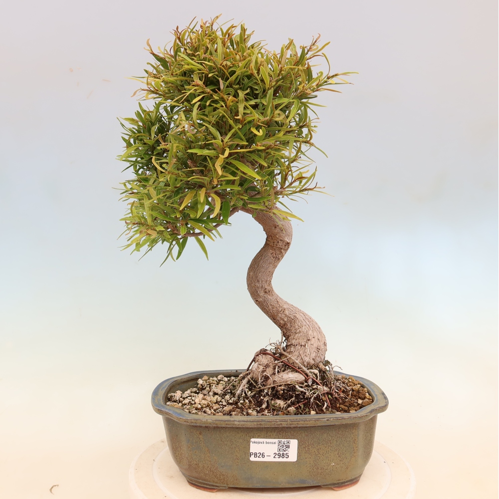 Salle bonsaï - Ficus nerifolia - ficus à petites feuilles