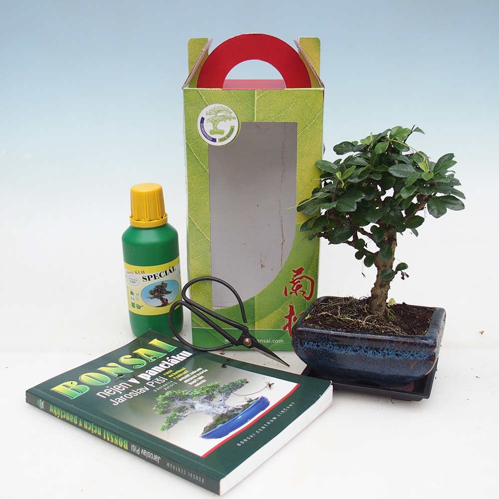 Bonsaï de chambre en boîte cadeau Carmona microphylla - Tea fuki