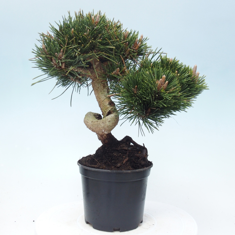 Bonsaï d'extérieur - Pinus thunbergii senjyumaru - Pin de Thunberg