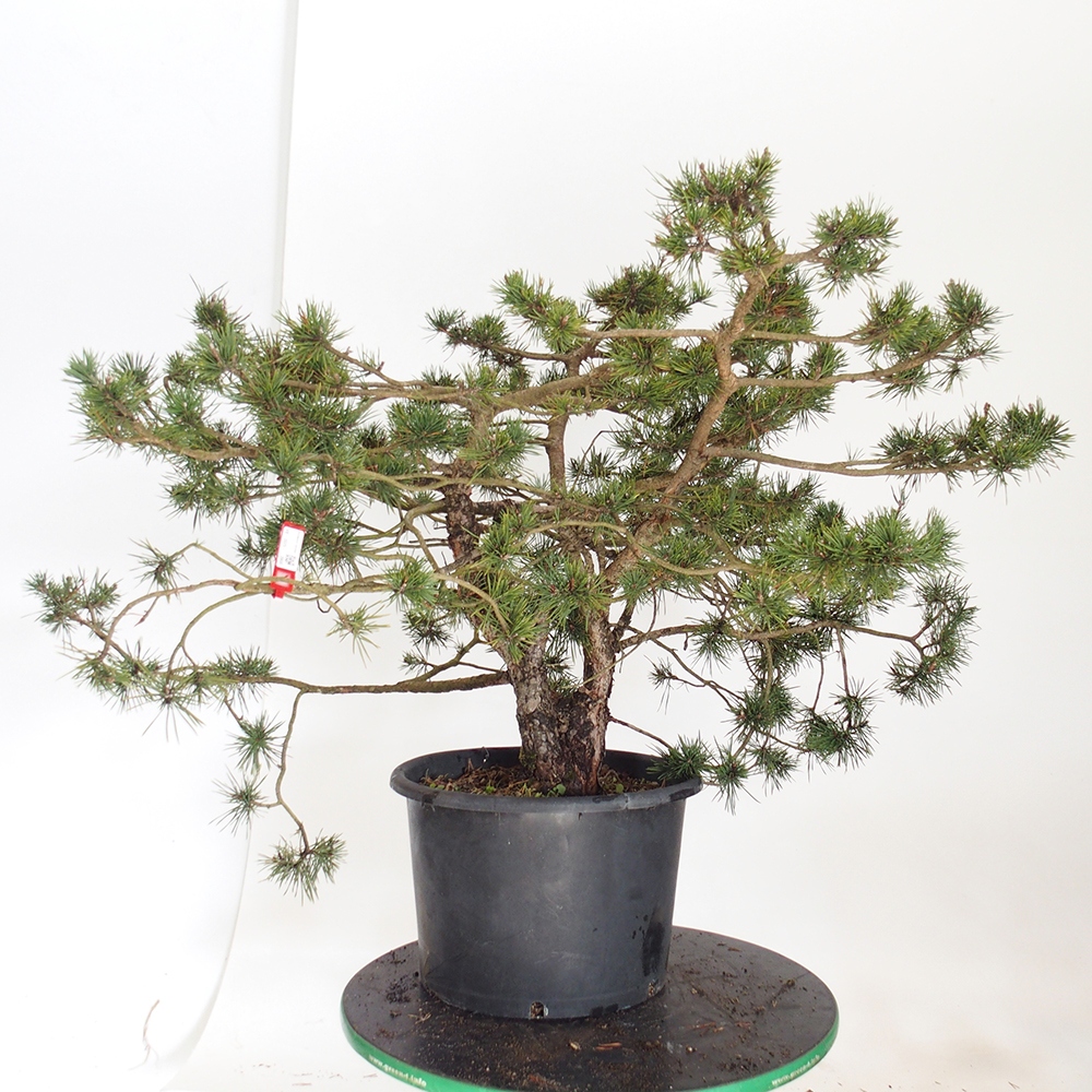Yamadori - Pinus sylvestris Espagne