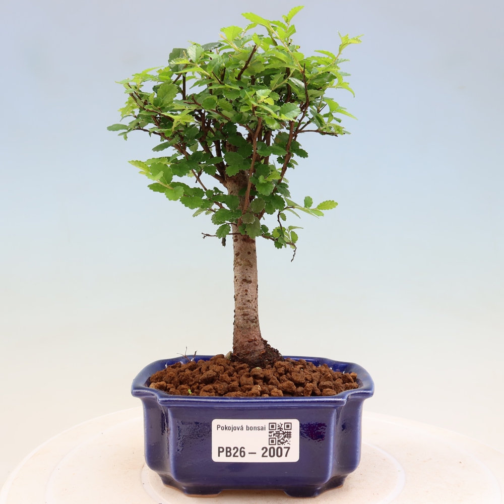 Bonsaï de chambre - Ulmus parvifolia - Orme à petites feuilles