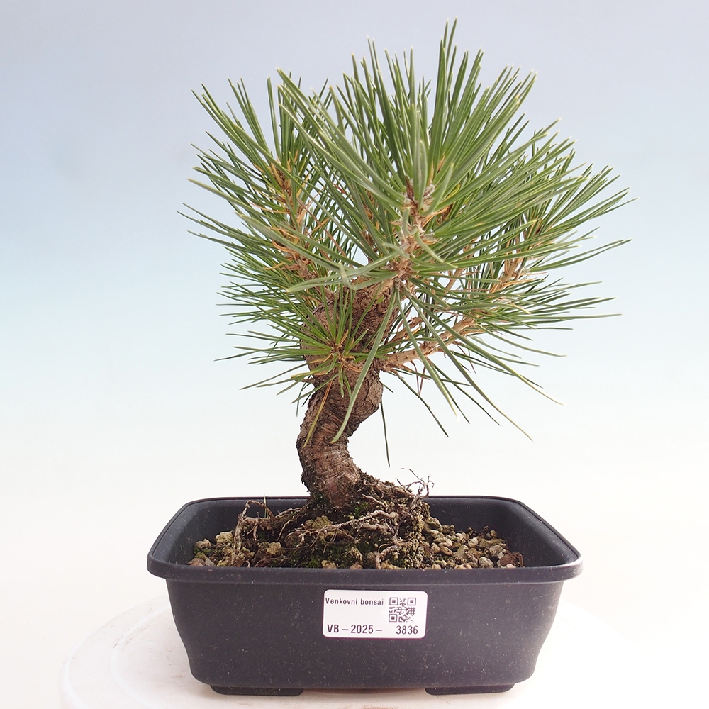 Bonsaï d'extérieur - Pinus thunbergii - Pin de Thunberg