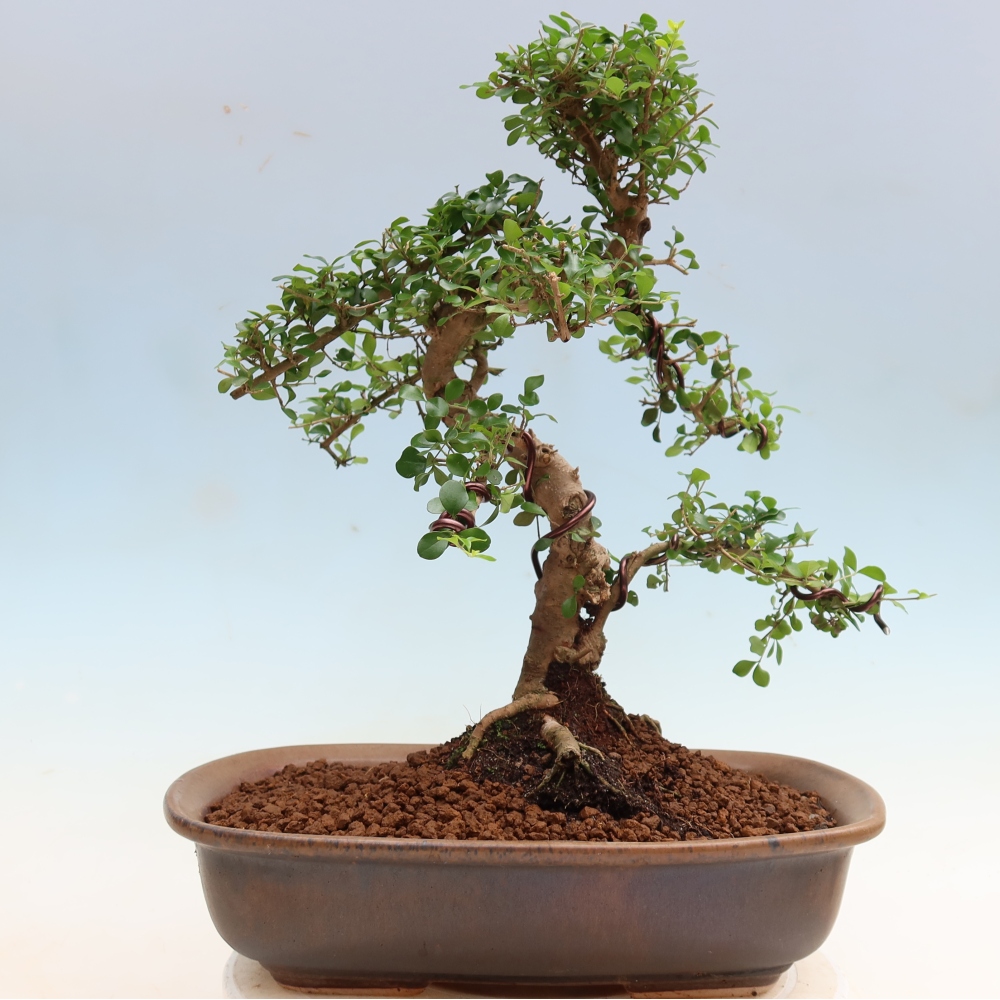 Bonsaï de chambre -Ligustrum retusa - bec d'oiseau à petites feuilles