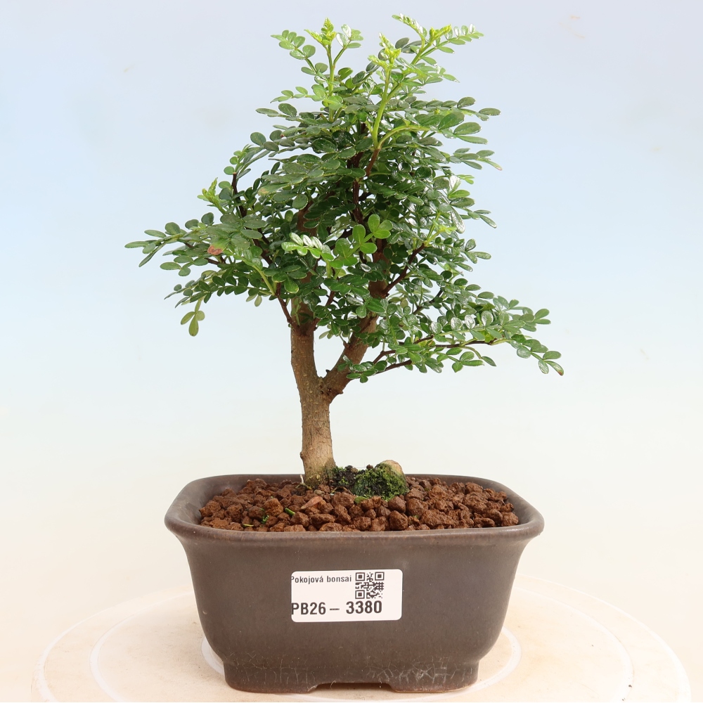 Salle bonsaï - Zantoxylum piperitum - arbre à poivre