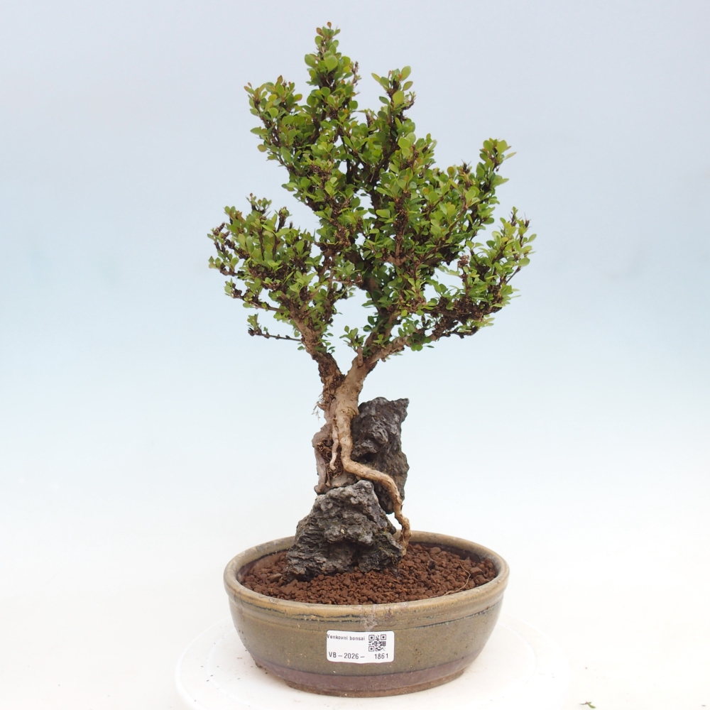 Bonsaï d'extérieur - Berberis coreana