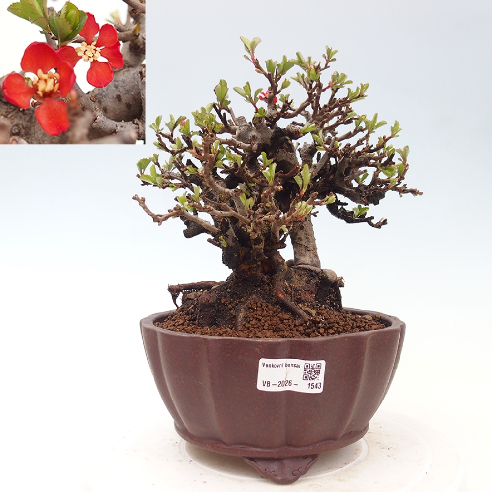 Bonsaï d'extérieur - Chaneomeles speciosa - Coing