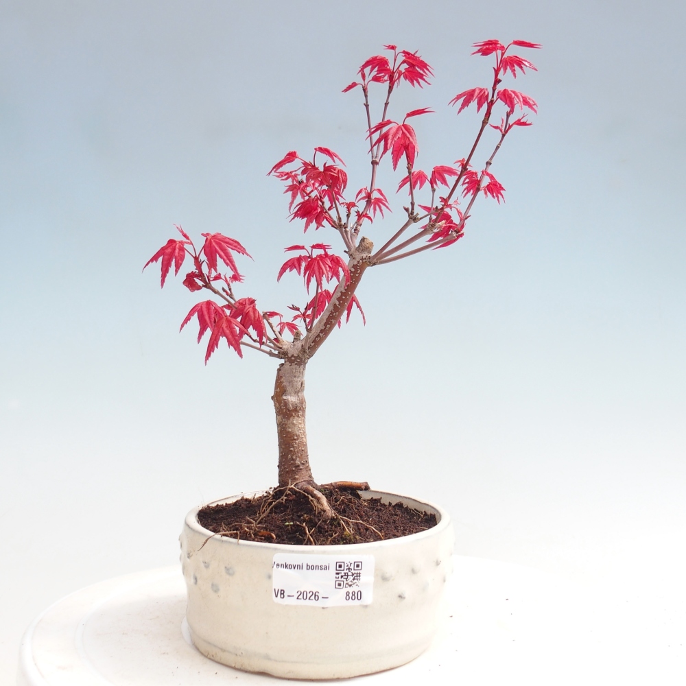 Bonsaï d'extérieur - Acer palmatum DESHOJO