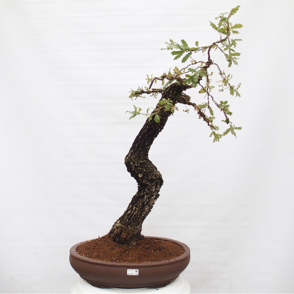 Yamadori - Quercus Ilex - Chêne vert