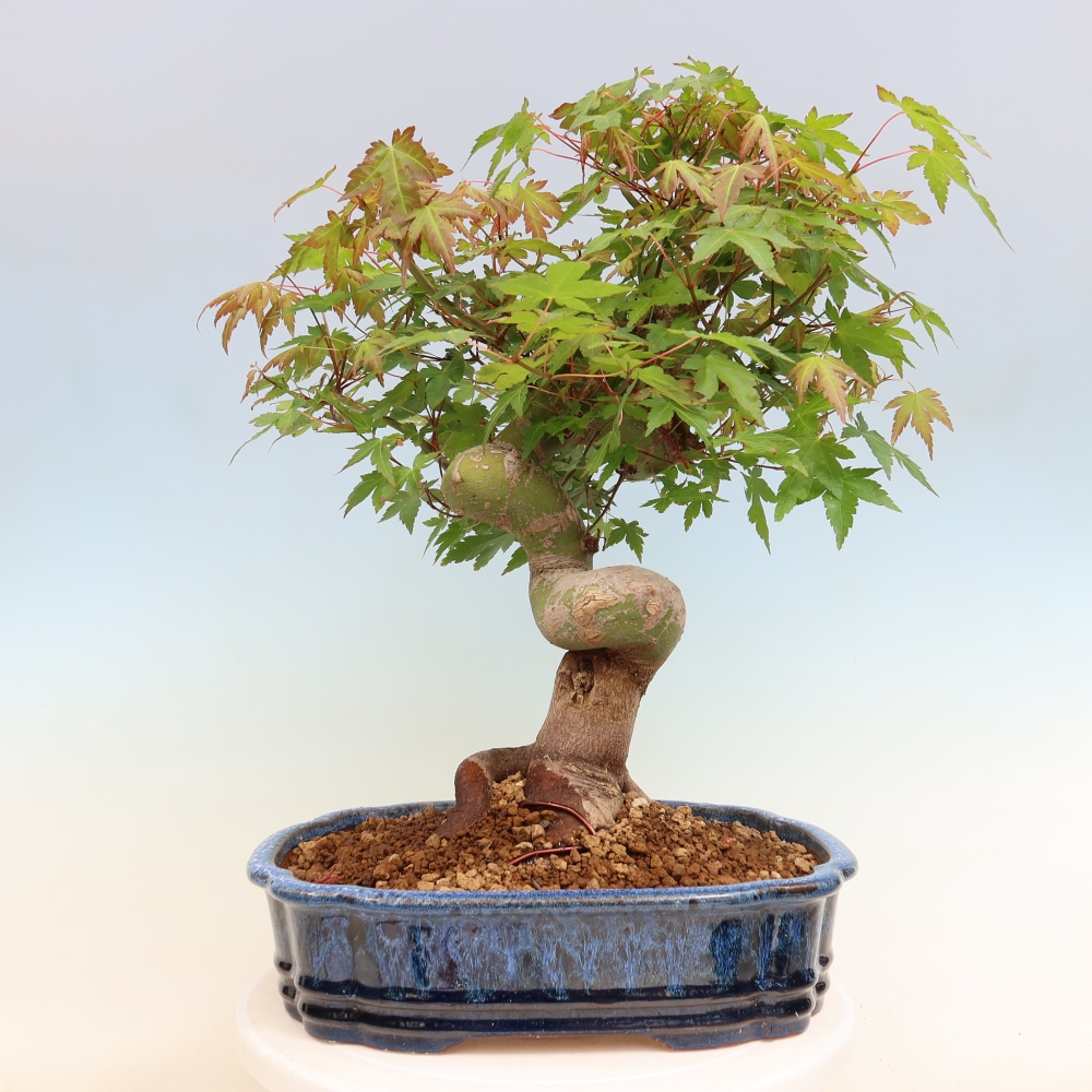 Bonsaï d'extérieur - Maple Burger - Acer Burgerianum