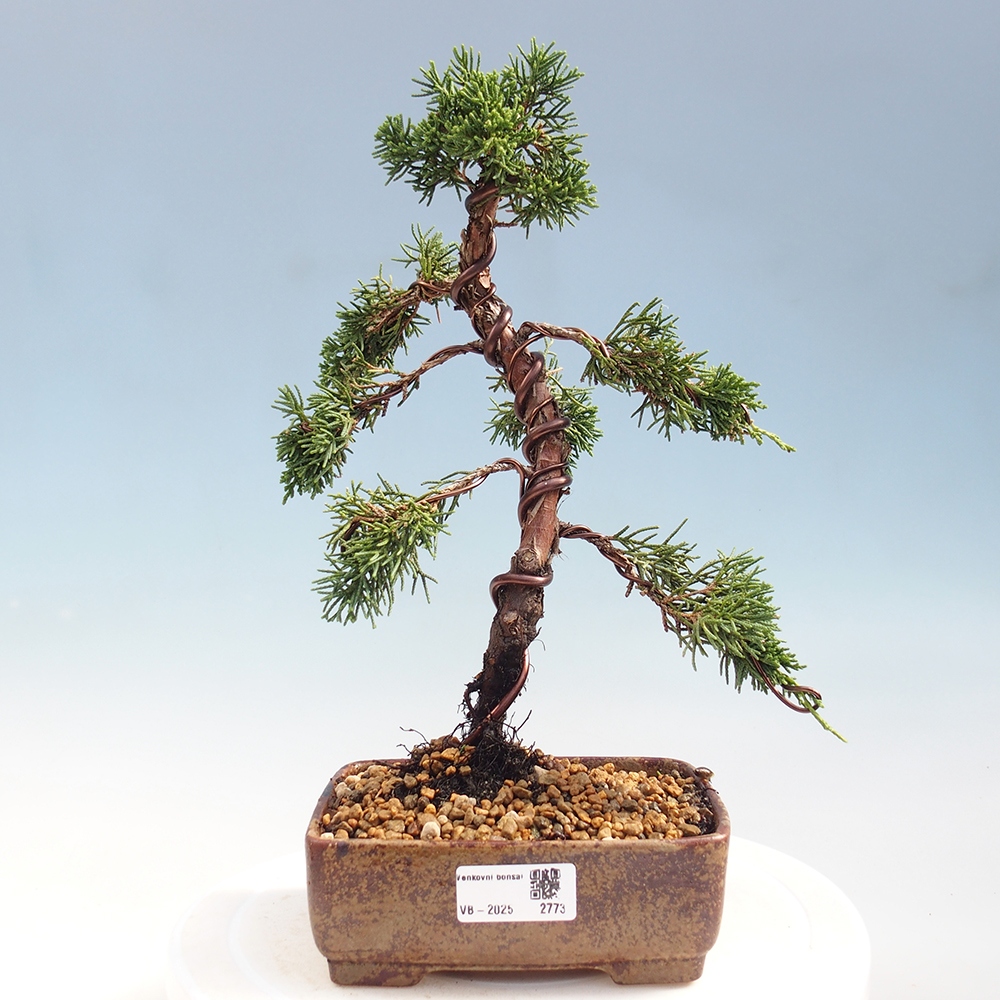 Bonsaï d'extérieur - Juniperus chinensis Kishu