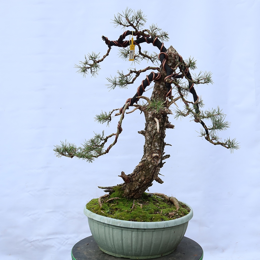 Pinus sylvestris Espagne - pin sylvestre