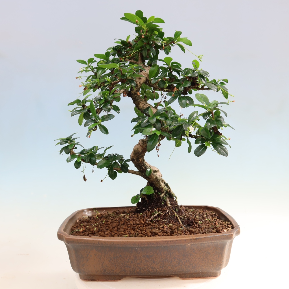 Bonsaï de chambre - Carmona macrophylla - Tea fuki