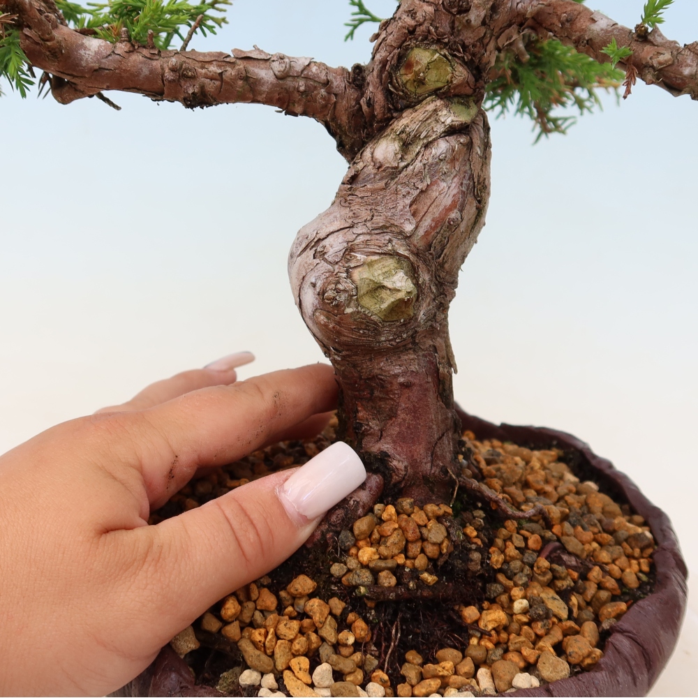 Bonsaï d'extérieur - Juniperus chinensis Itoigawa