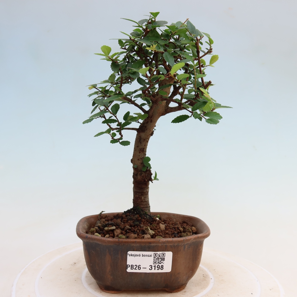 Bonsaï de chambre - Ulmus parvifolia - Orme à petites feuilles