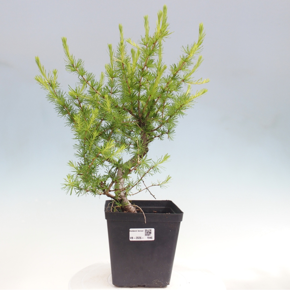 Bonsaï d'extérieur -Larix decidua - Mélèze
