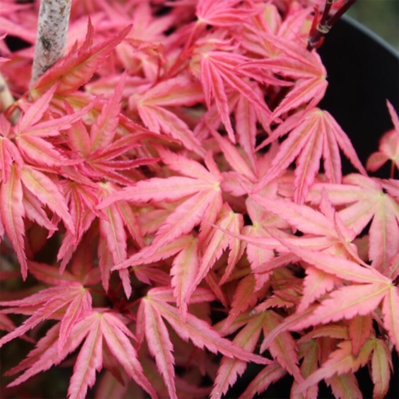 Érable de Norvège - Acer palmatum Beni Tsukasa