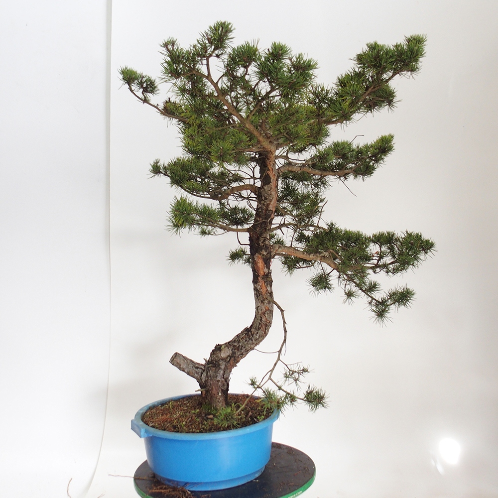 Yamadori - Pinus sylvestris Espagne