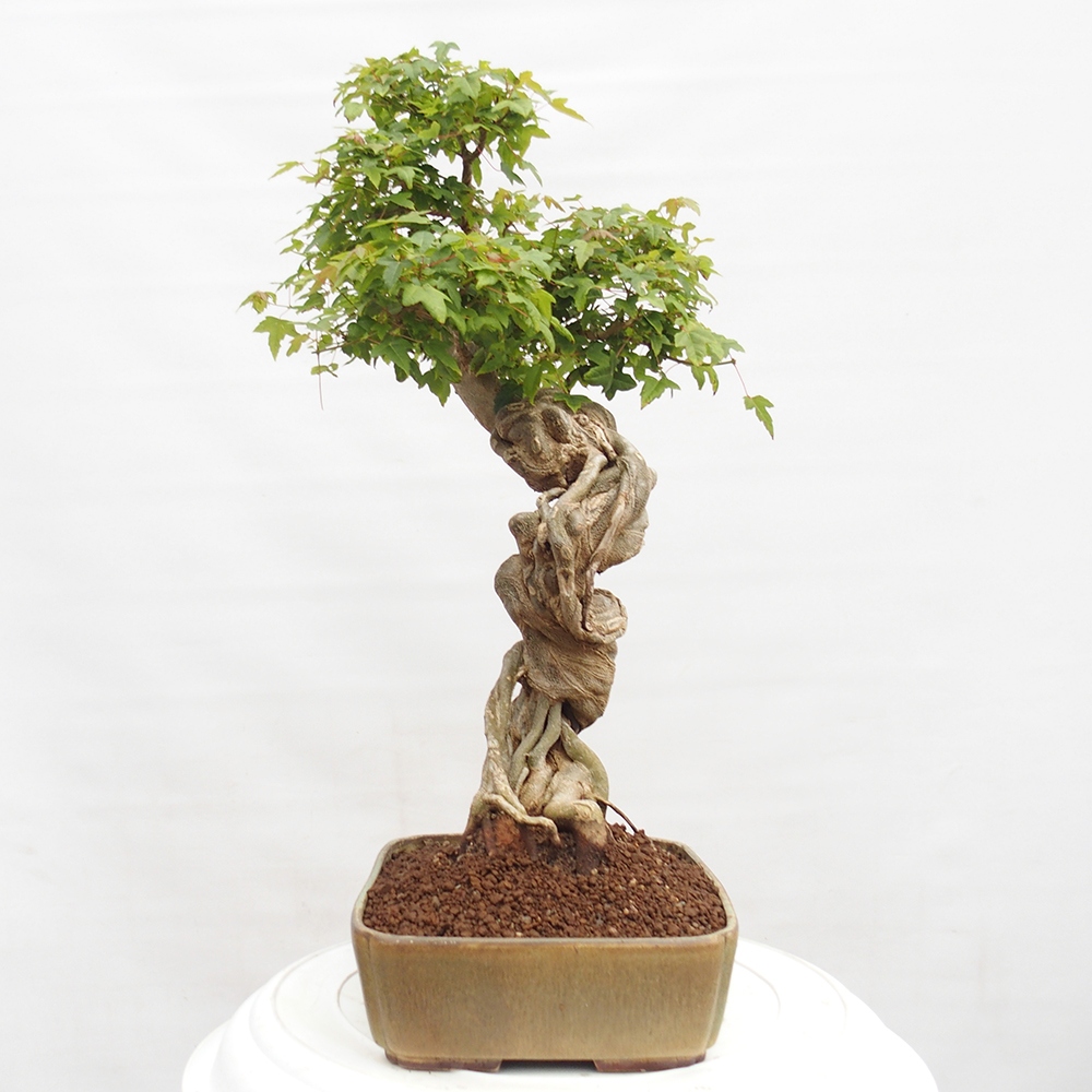 Bonsaï d'extérieur - Acer Buergerianum - Burger Maple