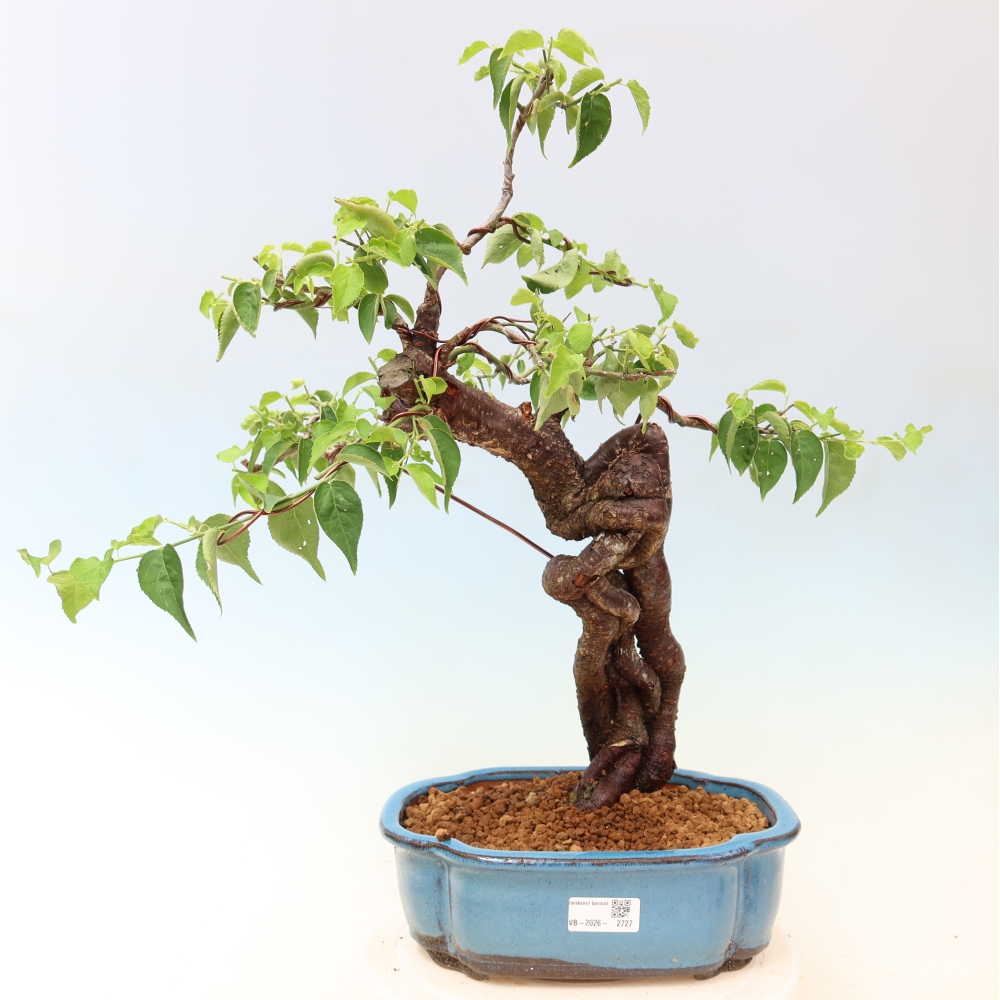 Bonsaï d'extérieur - Abricotier japonais - Prunus Mume