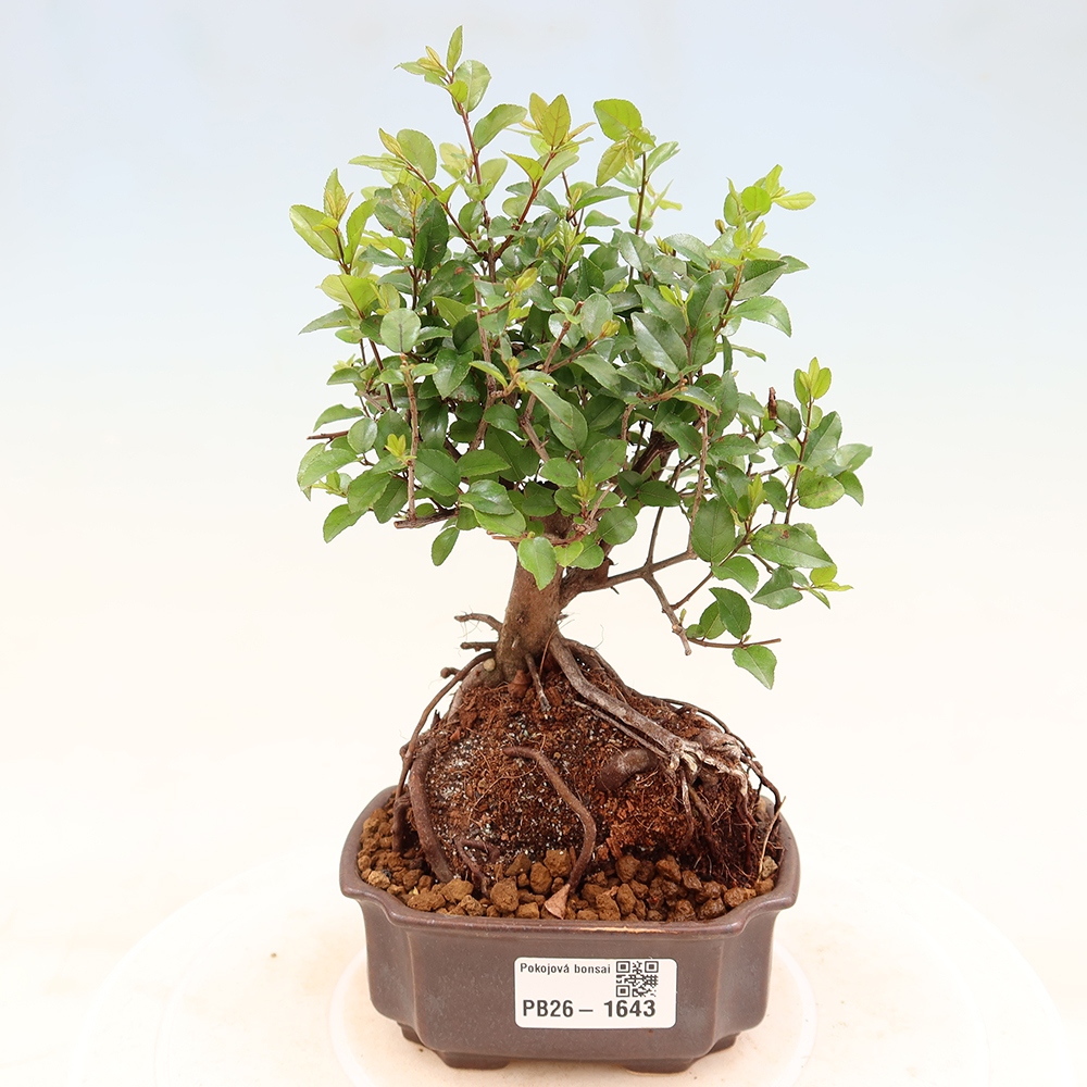Bonsaï de chambre - Sageretia thea - Sageretia thea