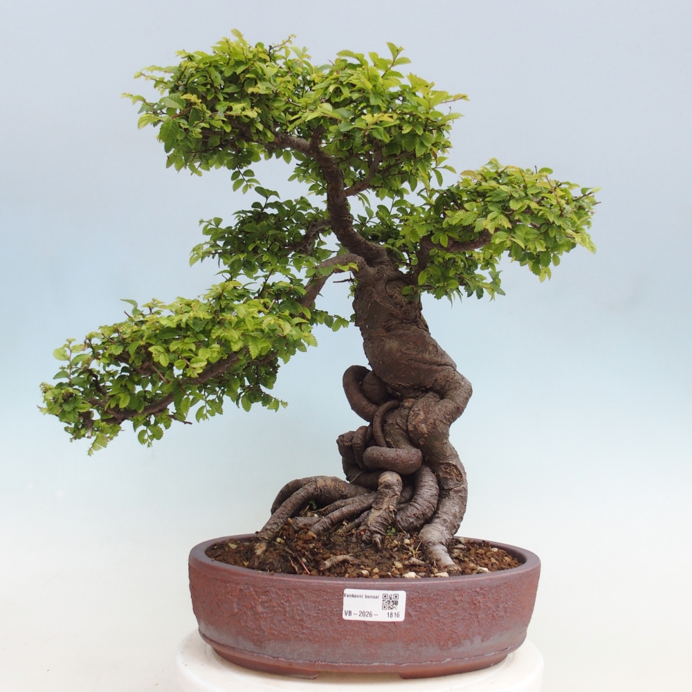 Bonsaï d'extérieur - Ulmus parvifolia Hokkaido - Orme de Chine