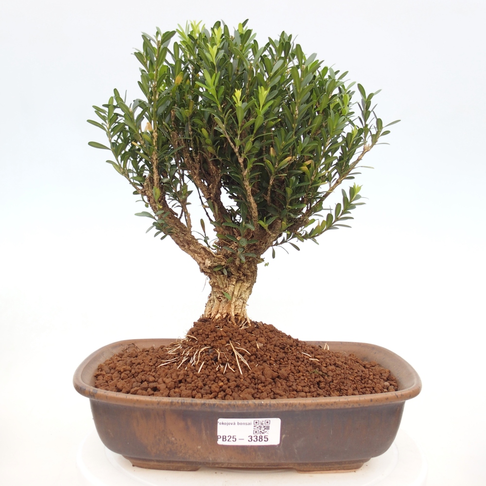 Bonsaï de chambre - Buxus harlandii - buxus liège