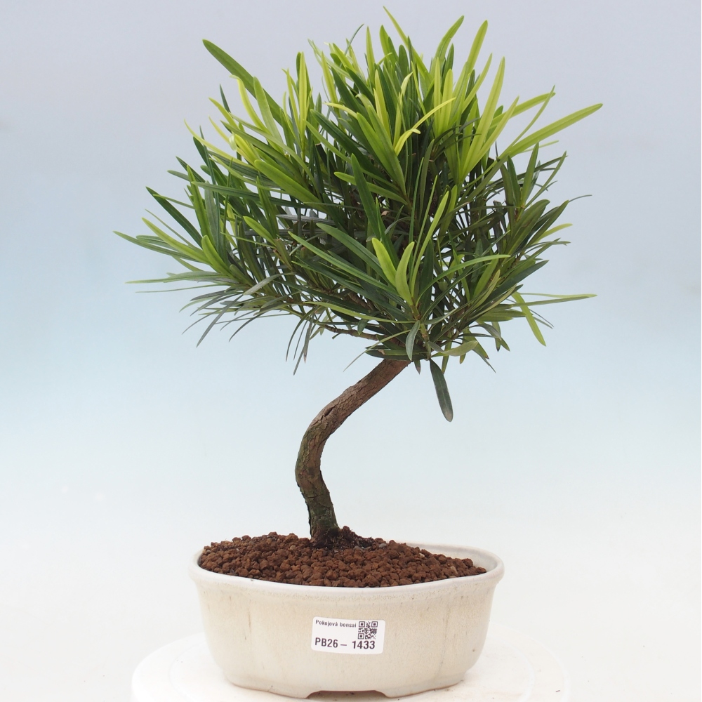 Salle bonsaï - Podocarpus - If en pierre