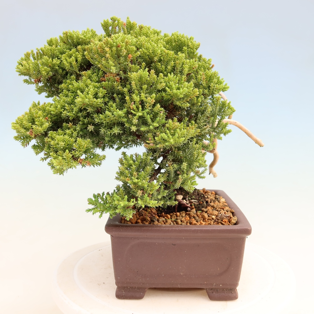 Bonsaï d'extérieur - Juniperus procumbens - Juniperus procumbens