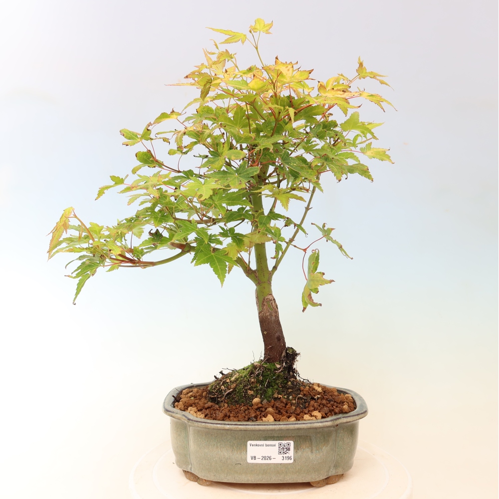 Acer palmatum Aureum - Érable doré
