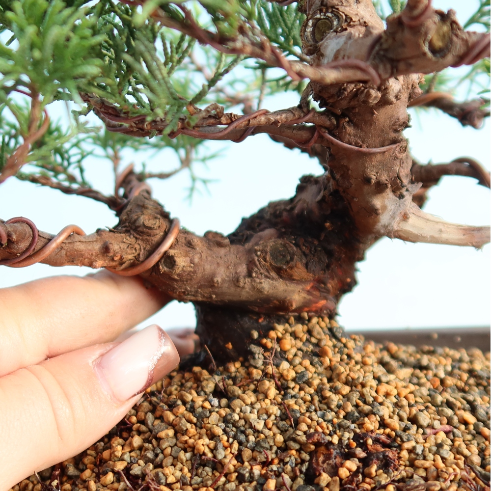 Bonsaï d'extérieur - Juniperus chinensis Itoigawa