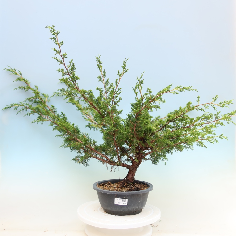 Bonsaï d'extérieur - Juniperus chinensis Itoigawa