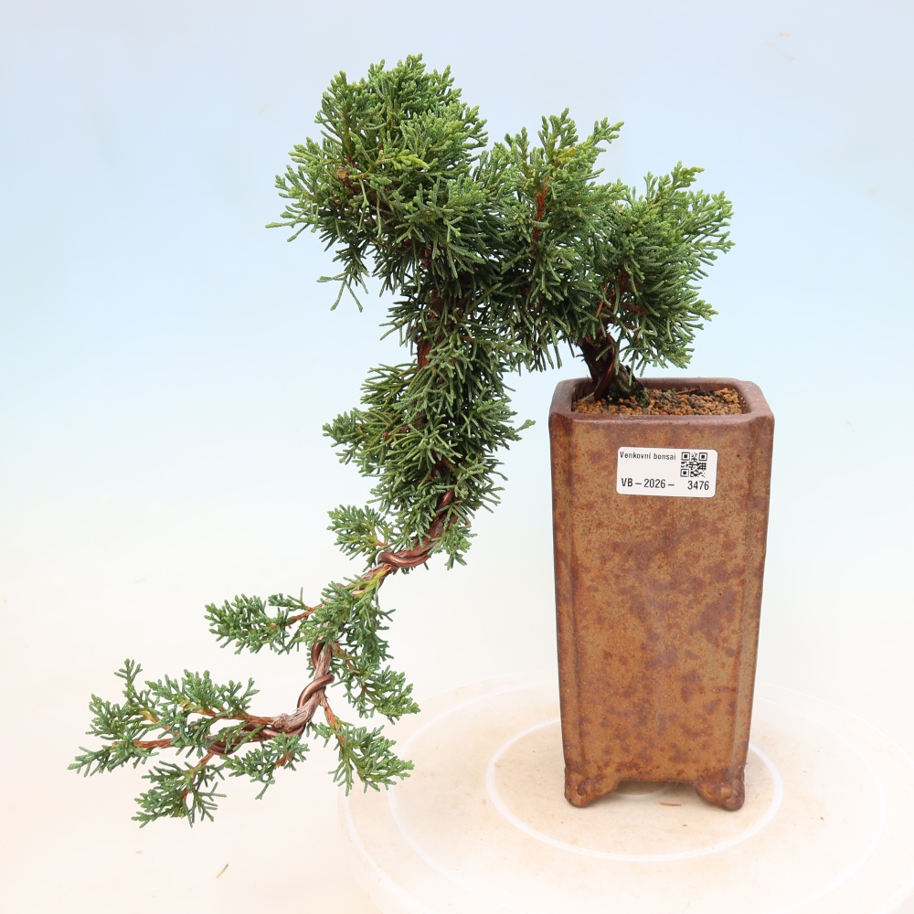 Bonsaï d'extérieur - Juniperus chinensis Kishu