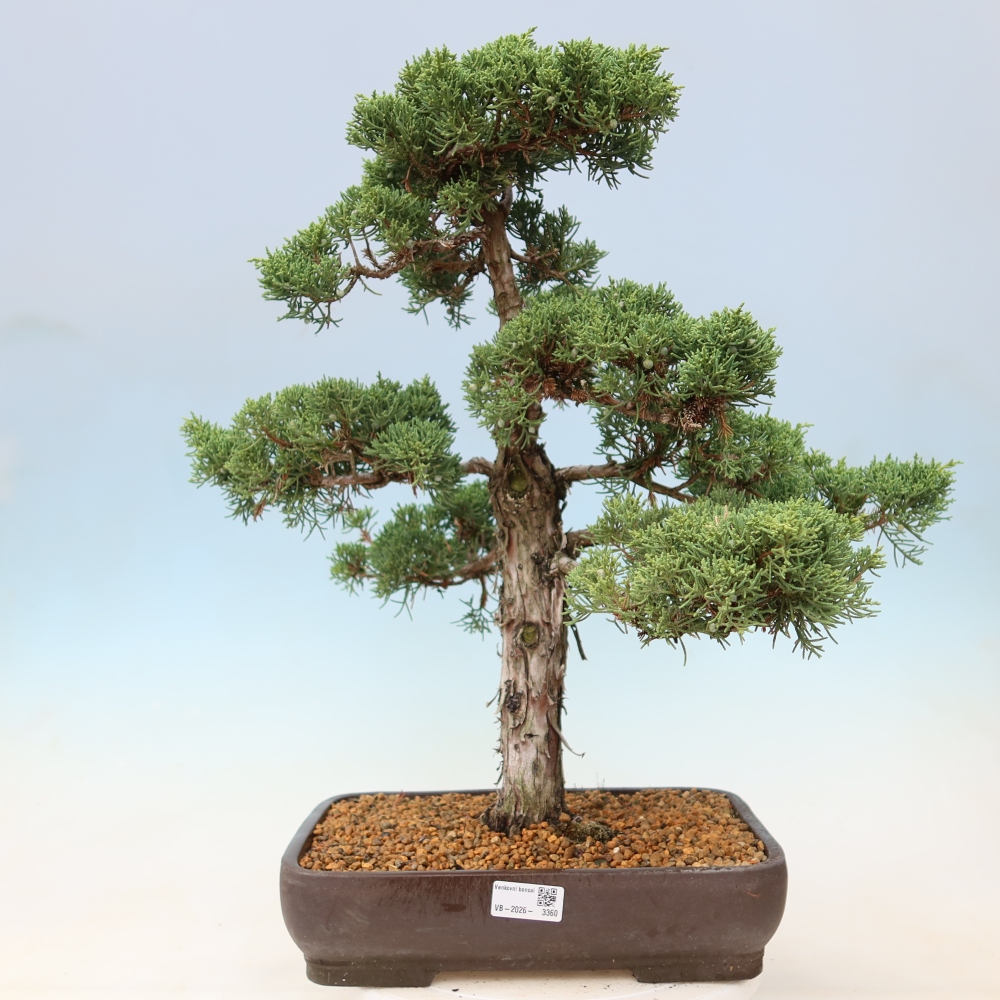 Bonsaï d'extérieur - Juniperus chinensis Kishu