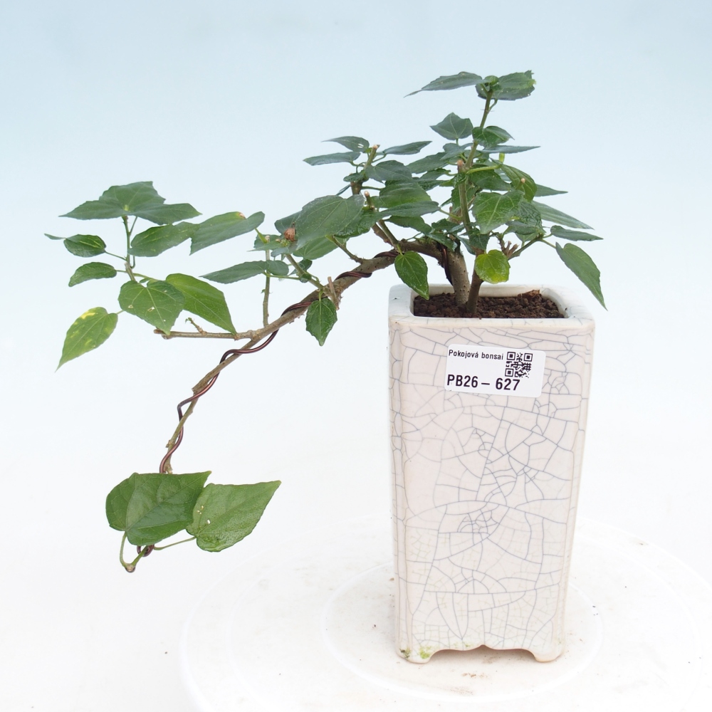 Bonsaï d'intérieur - Malvaviscus arboreus