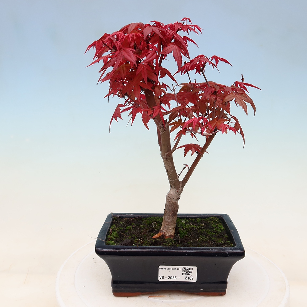 Bonsaï d'extérieur - Acer palmatum DESHOJO