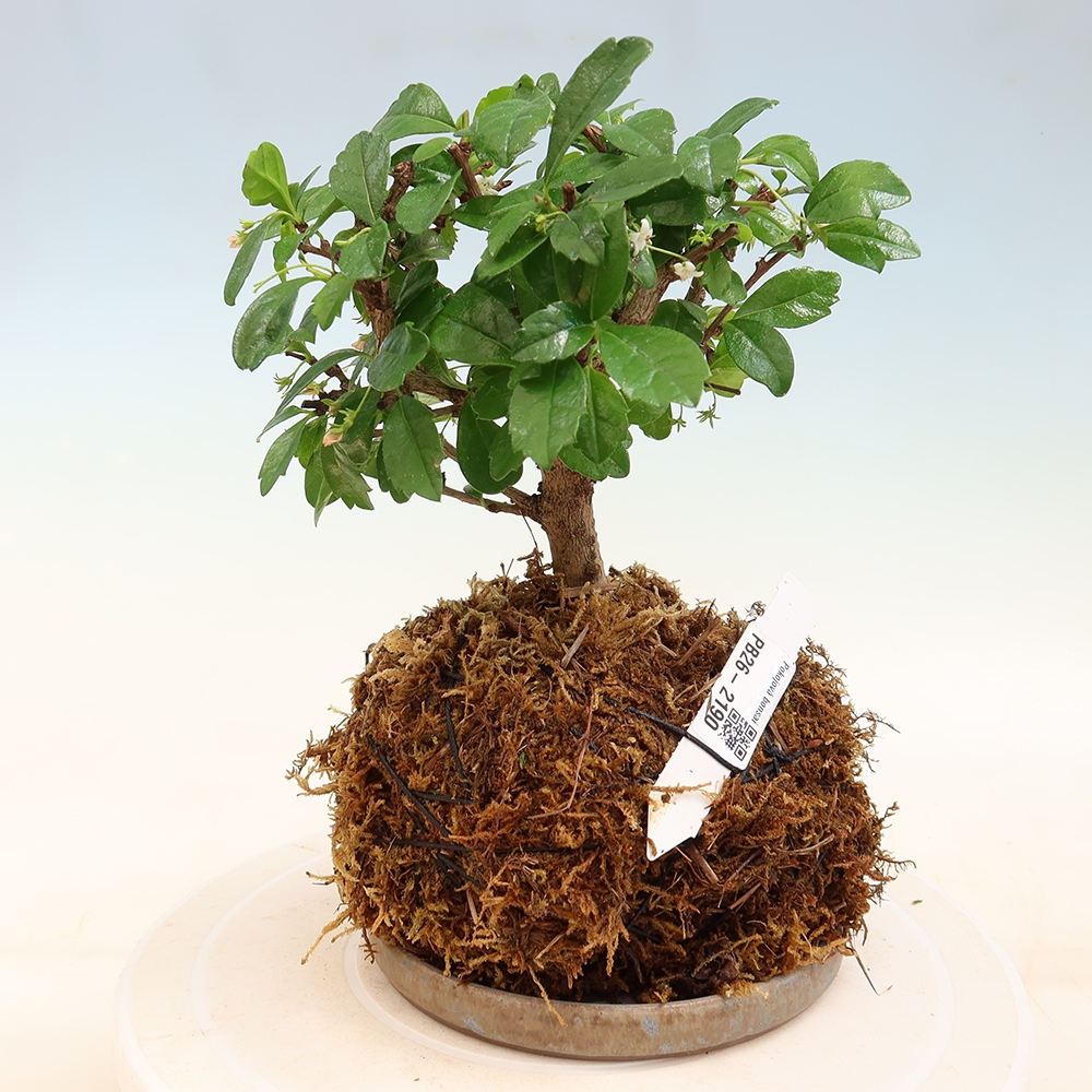 Kokedama avec soucoupe - Chai-fuki - Carmona macrophylla