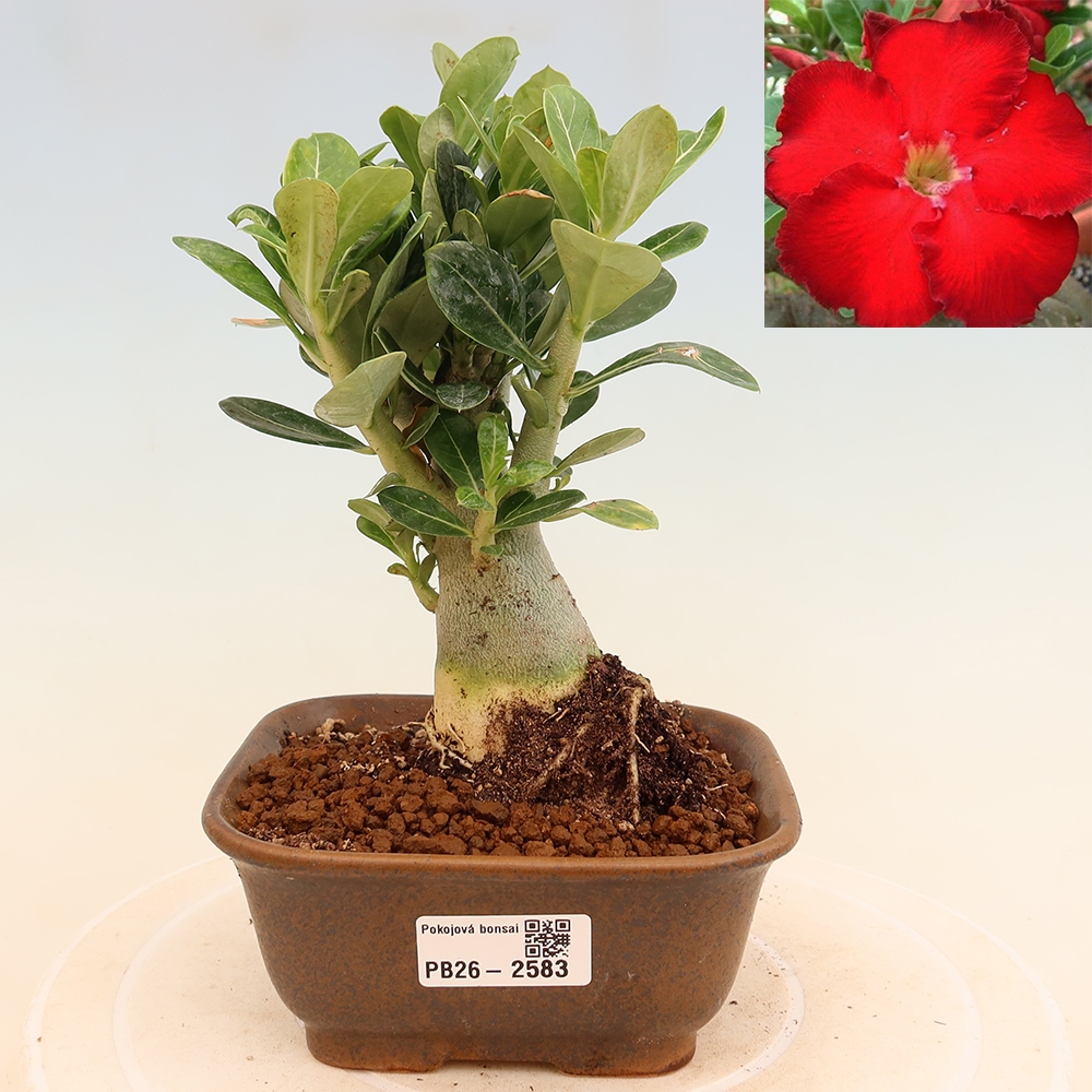 Bonsaï d'intérieur - Adenium obesum Red Star - Rose du désert