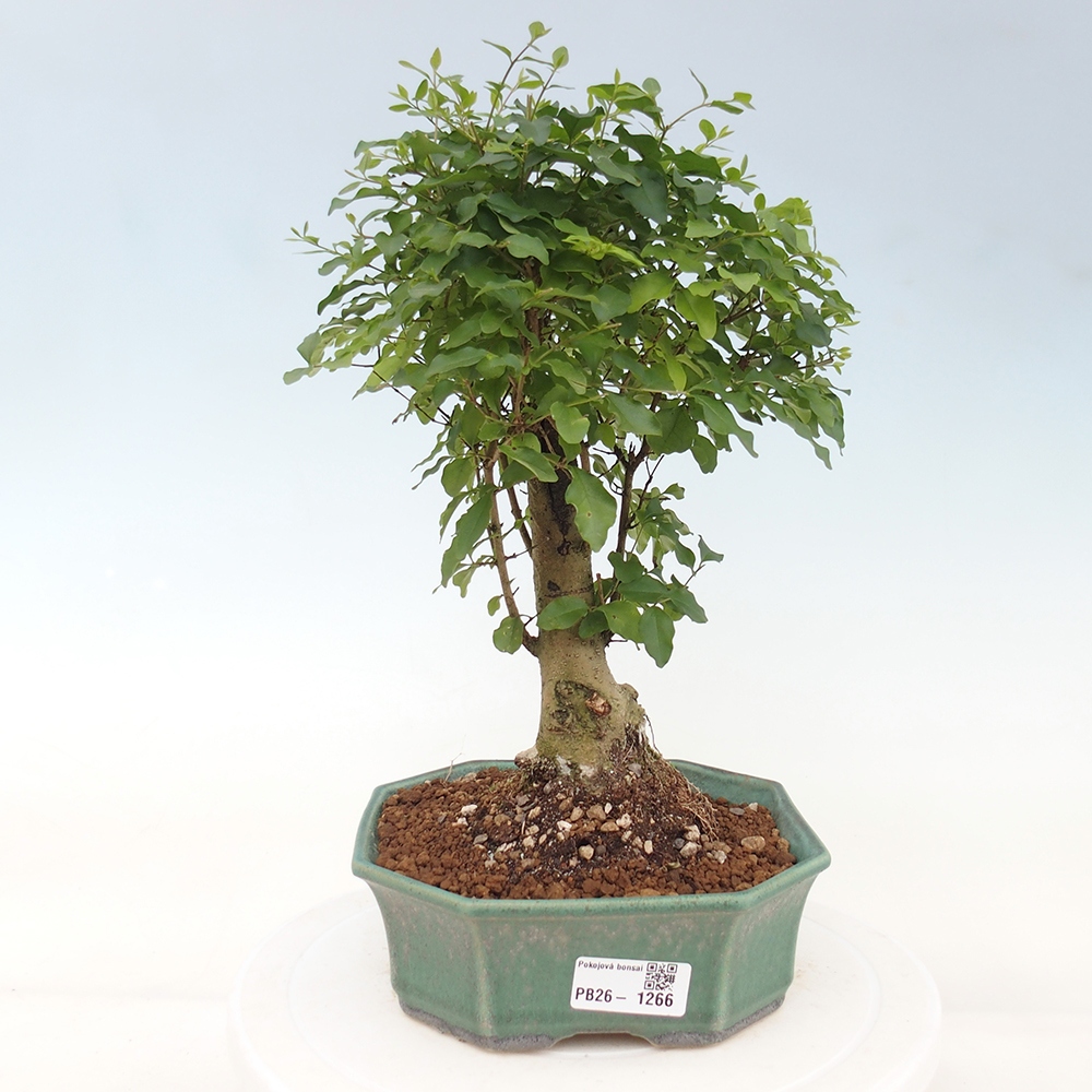 Bonsaï de chambre -Ligustrum chinensis - Bec d'oiseau