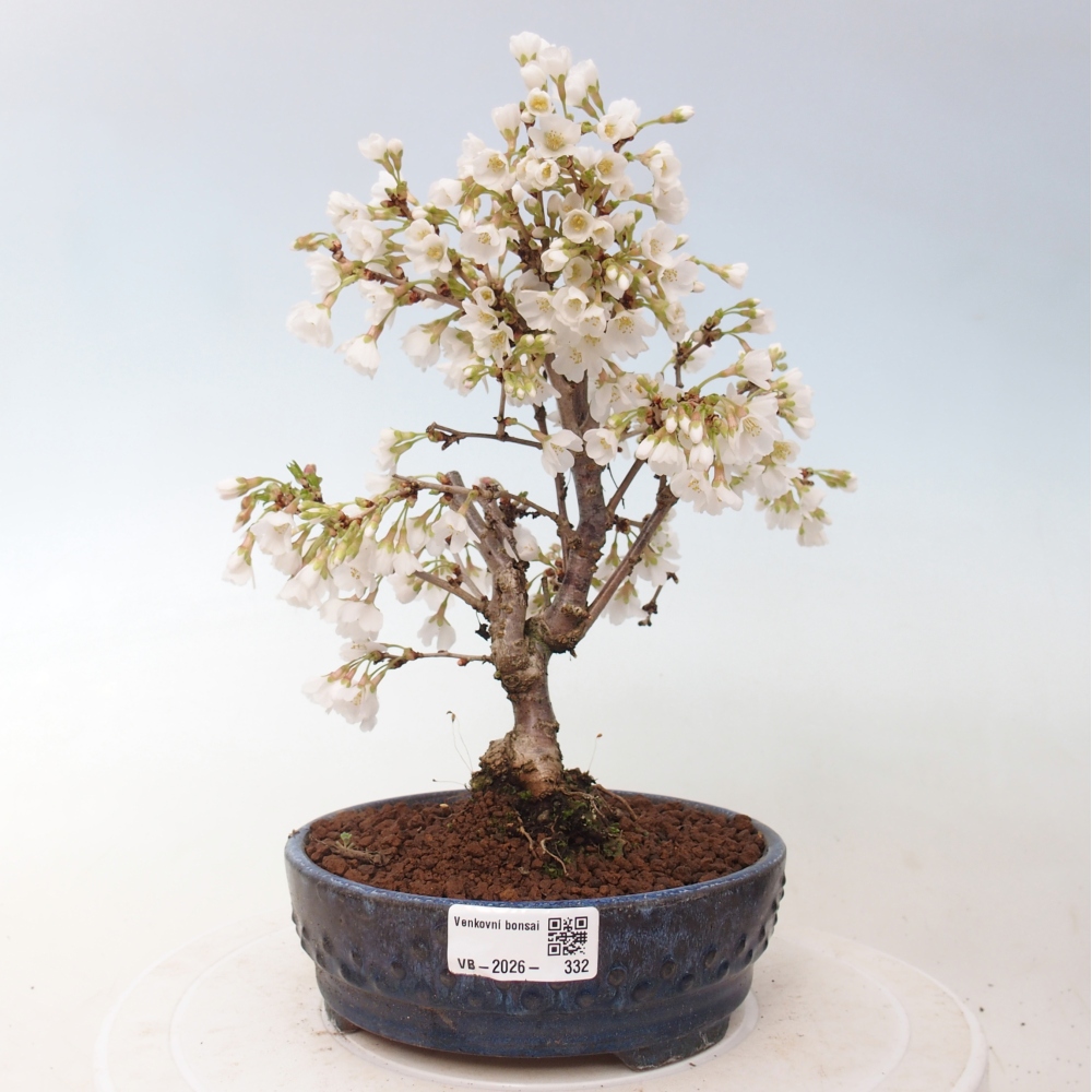 Bonsaï d'extérieur - Prunus incisa Kojou-no mai-Plivon découpé