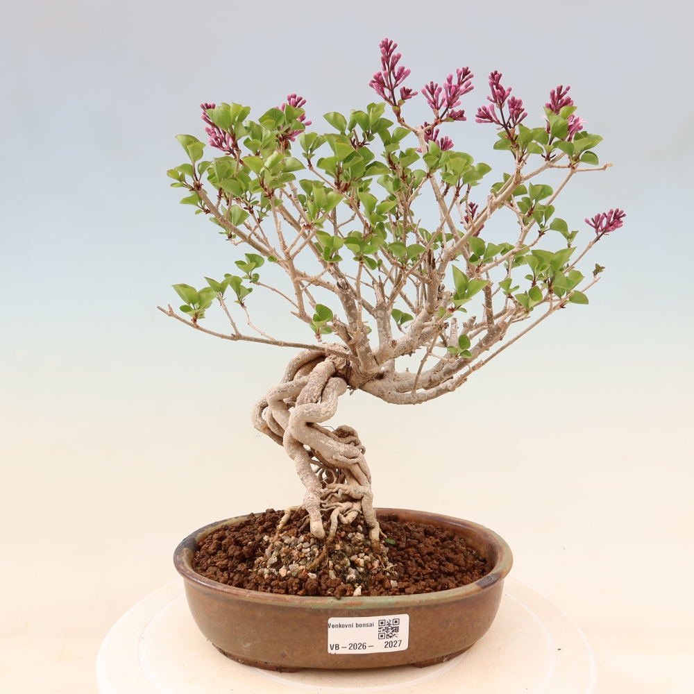 Bonsaï d'extérieur - Syringa microphylla - lilas à petites fleurs