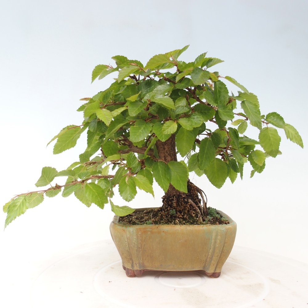 Bonsaï d'extérieur -Carpinus CARPINOIDES - Charme de Corée