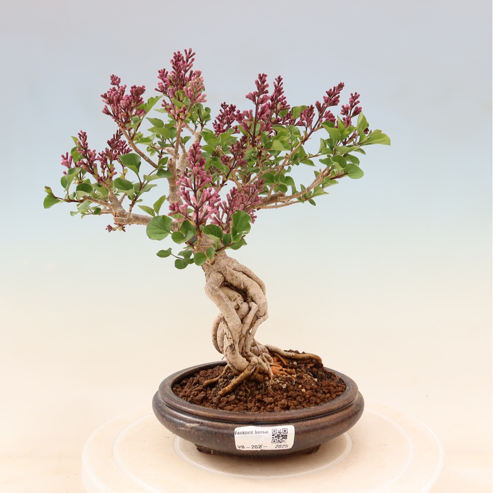 Bonsaï d'extérieur - Syringa microphylla - lilas à petites fleurs