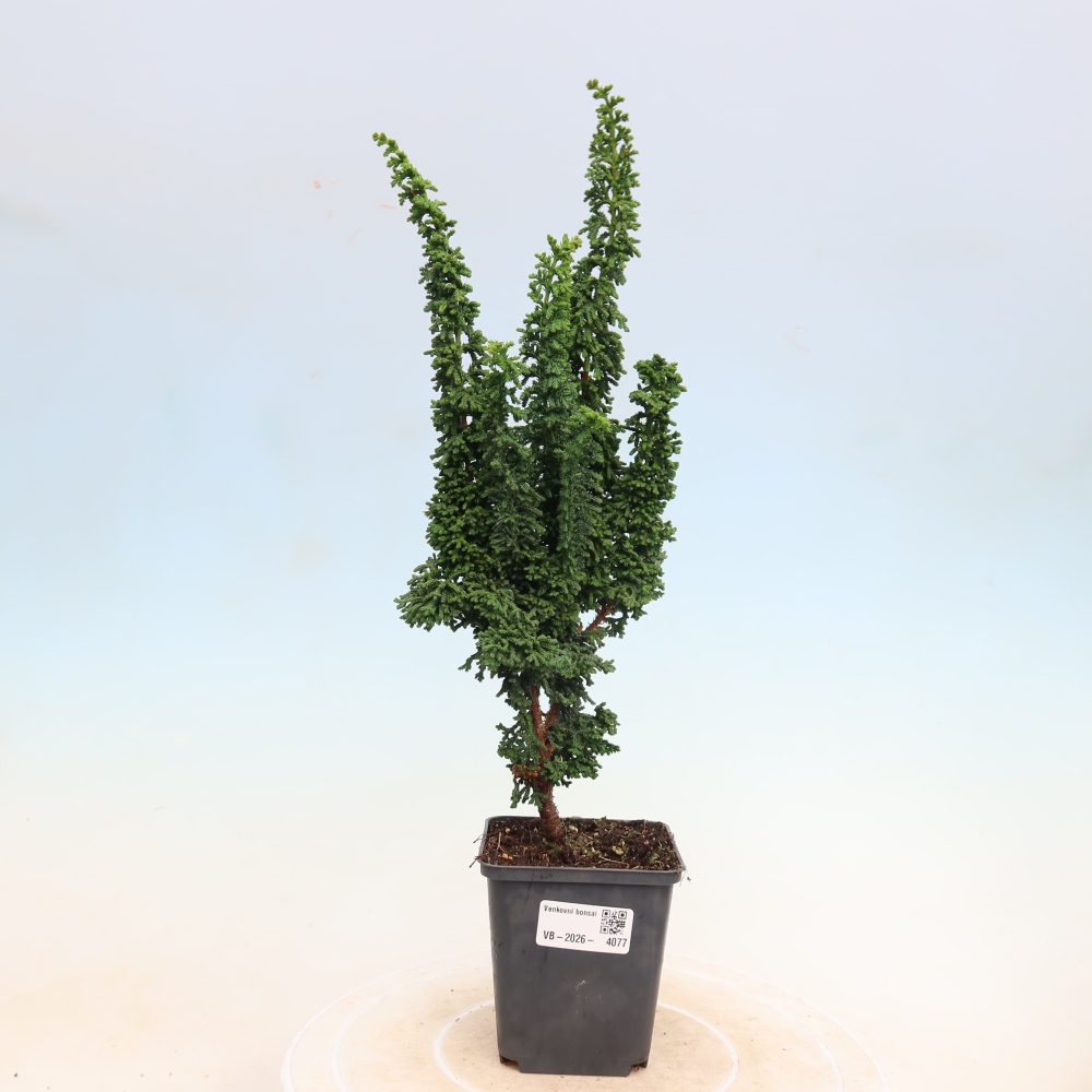 Bonsaï d'extérieur - Cham. obtusa SEKKA HINOKI - Cyprès