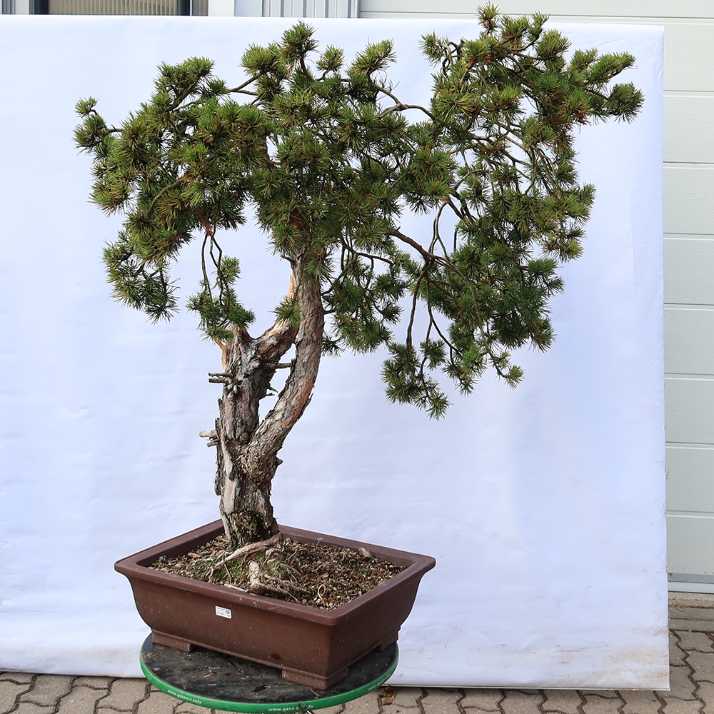 Pinus sylvestris Espagne - pin sylvestre