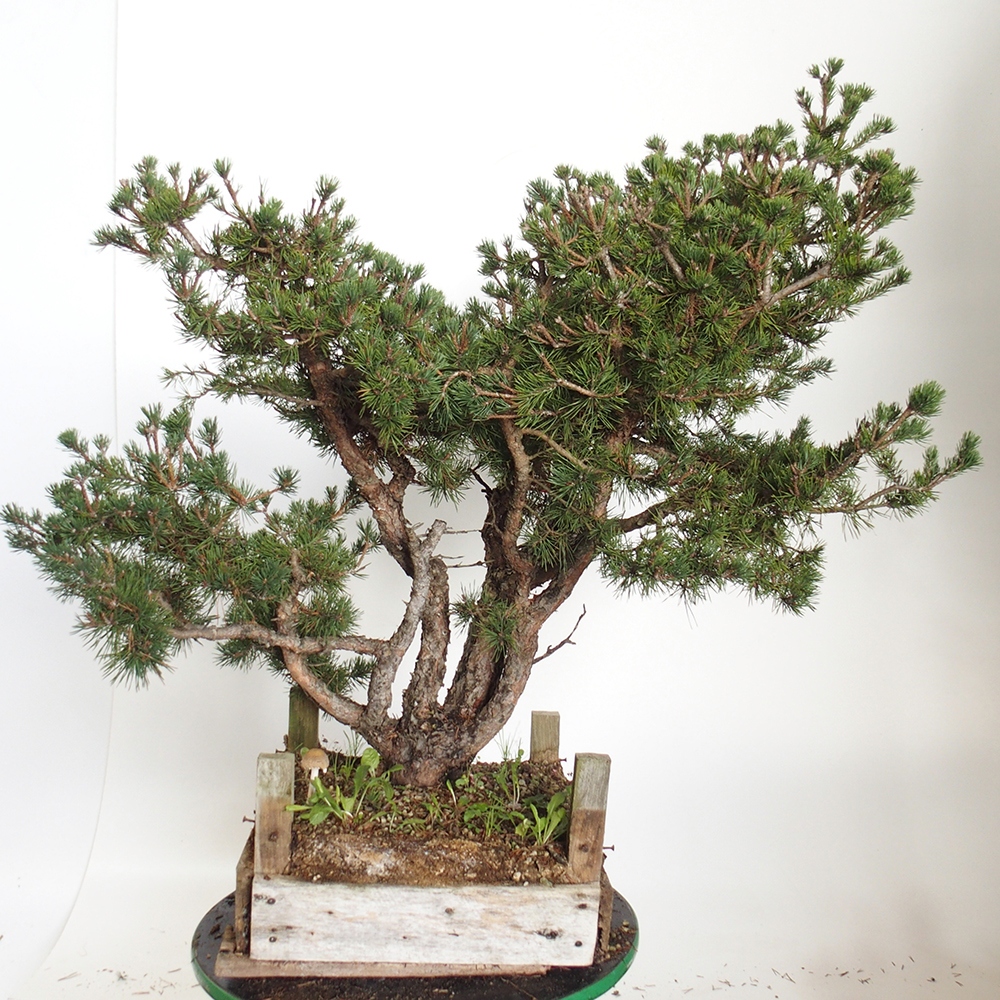 Yamadori - Pinus sylvestris Espagne